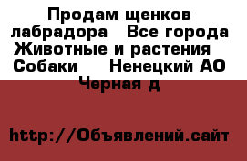 Продам щенков лабрадора - Все города Животные и растения » Собаки   . Ненецкий АО,Черная д.